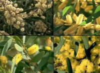 /album/acacia-la-formula-8-3/images-1-jpg/